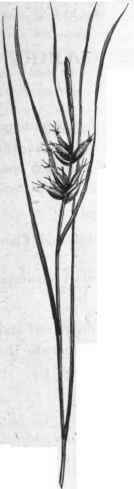 Order CXI Gramineae Grass Family 7