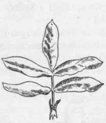 A Compound Leaf is one which is divided into leaflets