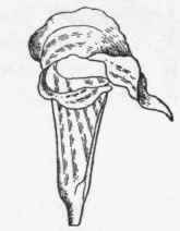 A Spathe is the peculiar leaf like bract which usually envelopes a spadix