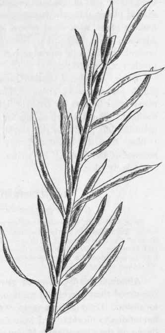 Blazing Star. L. scariosa