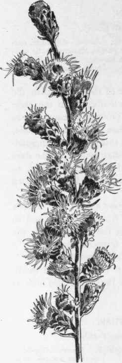 Blazing Star Liatris Scariosa Composite Family P 1 121