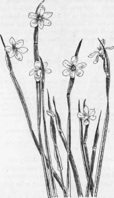 Blue Eyed Grass.   S. angustifolium