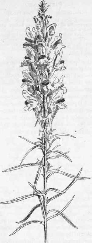 Butter And Eggs.   L. vulgaris