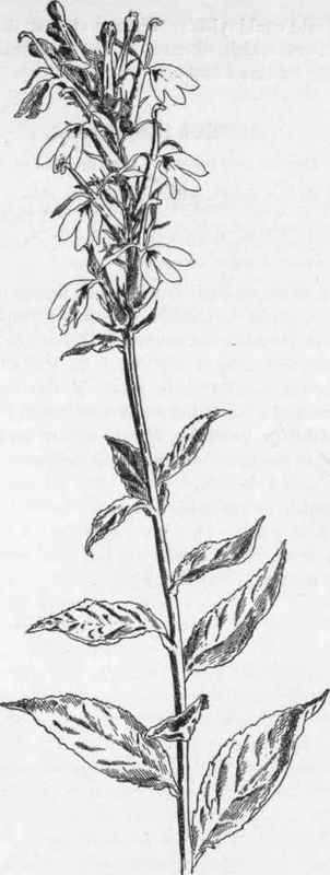 Cardinal Flower   L. cardinalis