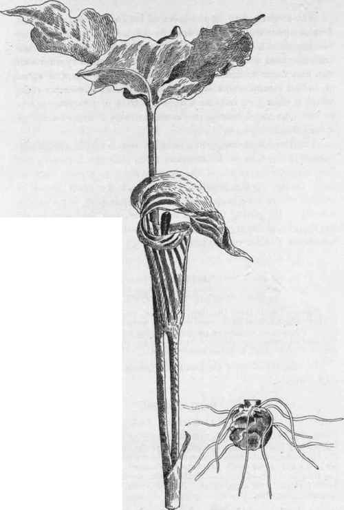 Com. Jack In The Pulpit.   A. triphyllum.