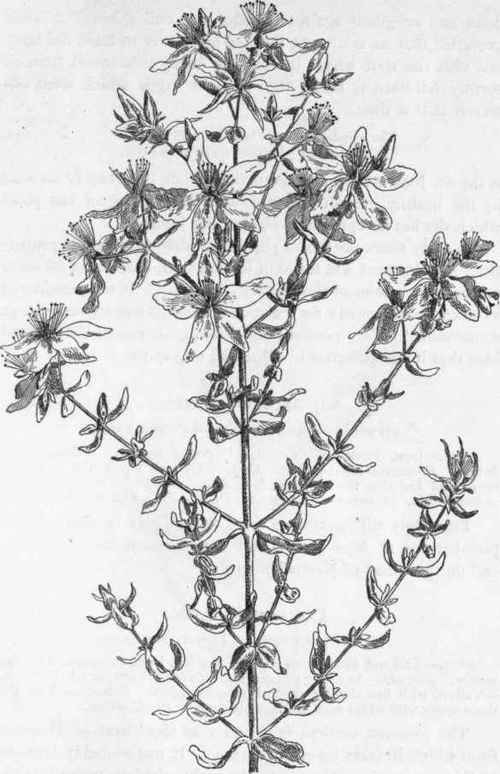 Common St. John's Wort. H. perforatum.