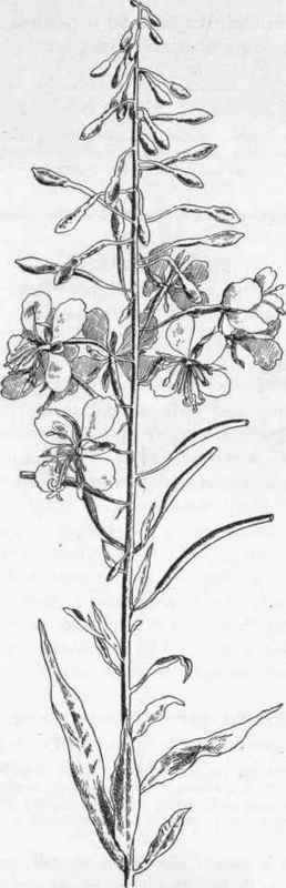 Fireweed.   E. angustifolium