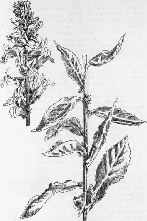 Great Lobelia.   L. syphilitica