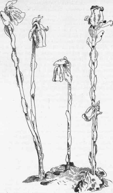 Indian Pipe   M. uniflora