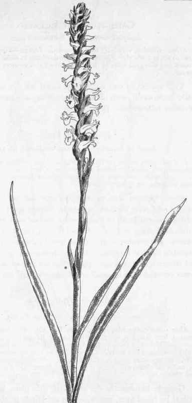 Ladies' Tresses. S.cernua