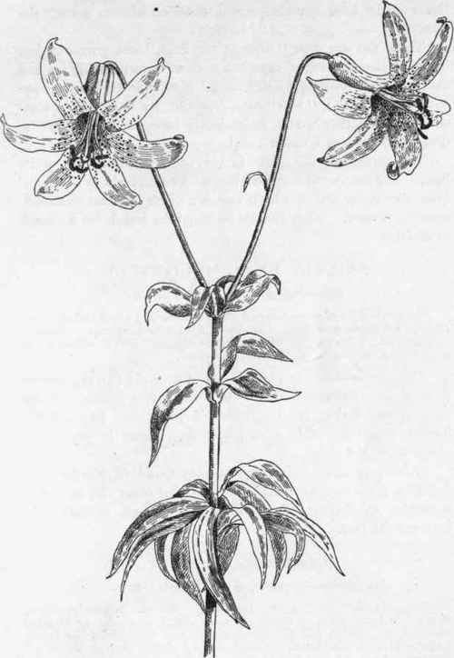 Meadow Lily.   L. Canadense