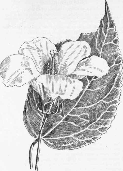 Rose Mallow.   H. Moscheutos