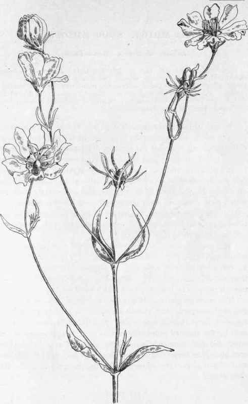 Sabbatia chloroides