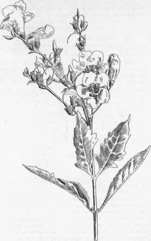 Smooth False Foxglove.   G. quercifolia.