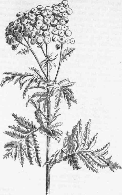 Tansy.   T.vulgare