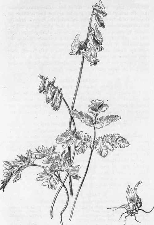 Tuberous rootstocks.