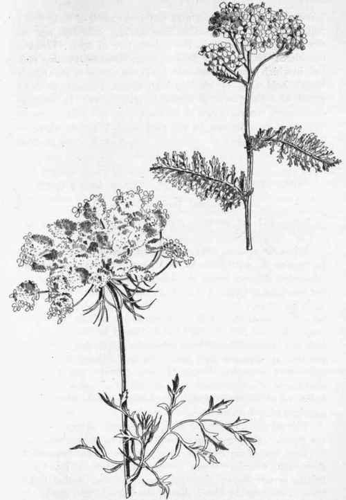 Wild Carrot.   D. Carota. Yarrow.  A. millefolium.