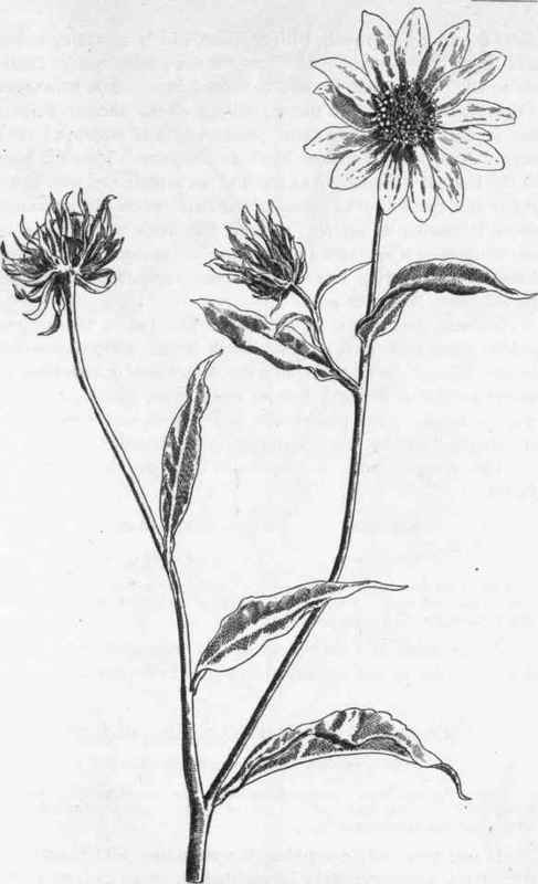 Wild Sunflower. H. giganteus