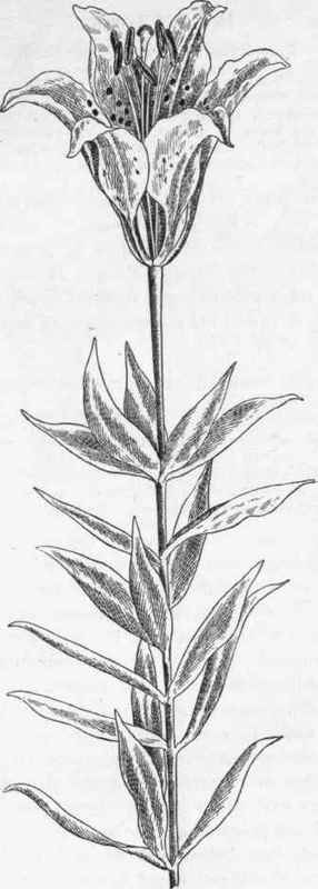 Wood Lily.   L. Philadelphicum