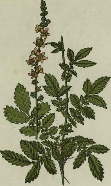 Agrimony.