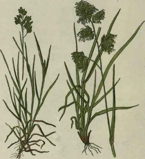 Annual Meadow Grass. Cock'sfoot grass.