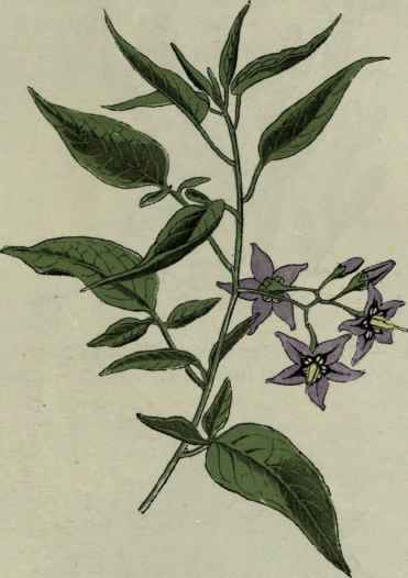 Bitter Sweet (Solanum Dulcamara)