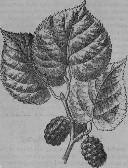 Black Mulberry.