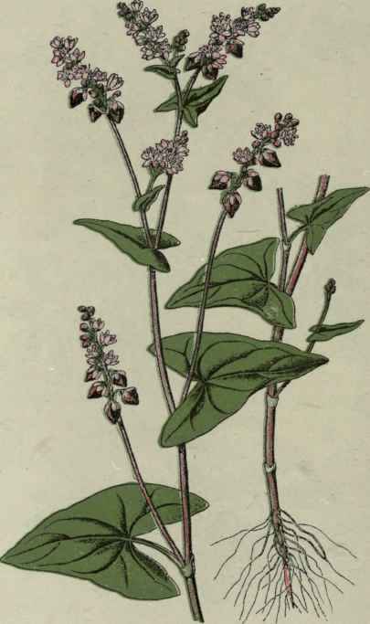 Buckwheat.
