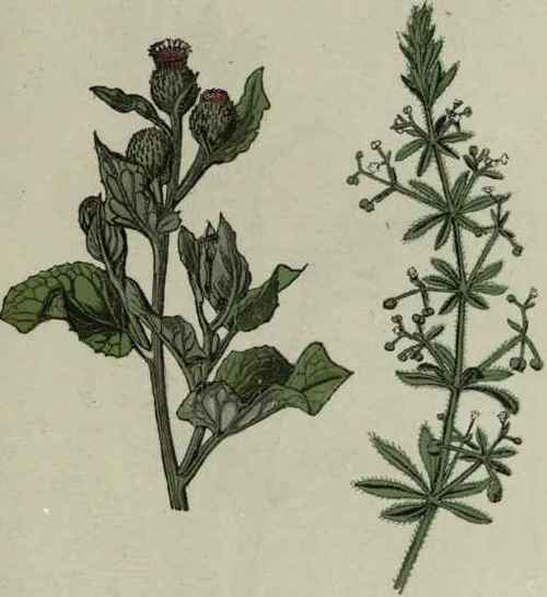 Burdock.