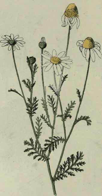 Corn Chamomile