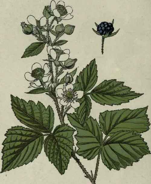 Dewberry.