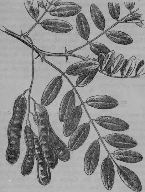 False Acacia