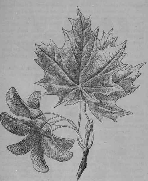 False Sycamore.