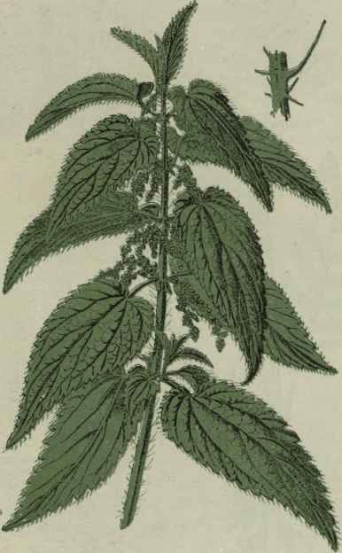 Great Stinging Nettle.