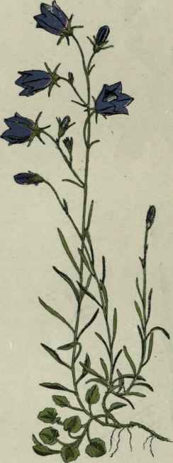 Harebell.