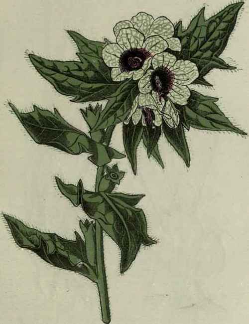 Henbane.