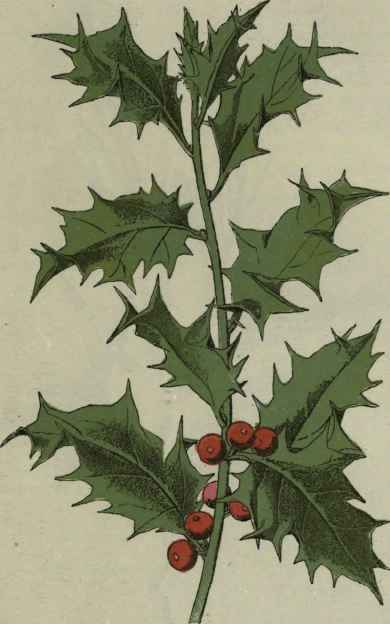 Holly. Ilex aquifolium.