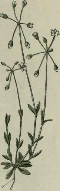 Jagged Chickweed.