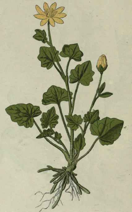 Lesser Celandine. Pilewort.