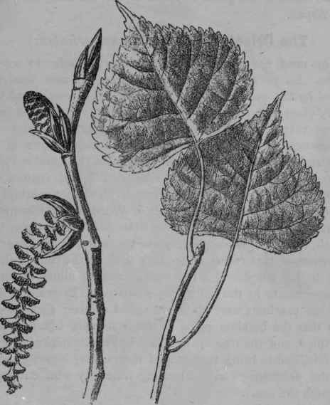 Lombardy Poplar. Populus fastigiata. Salicineae.