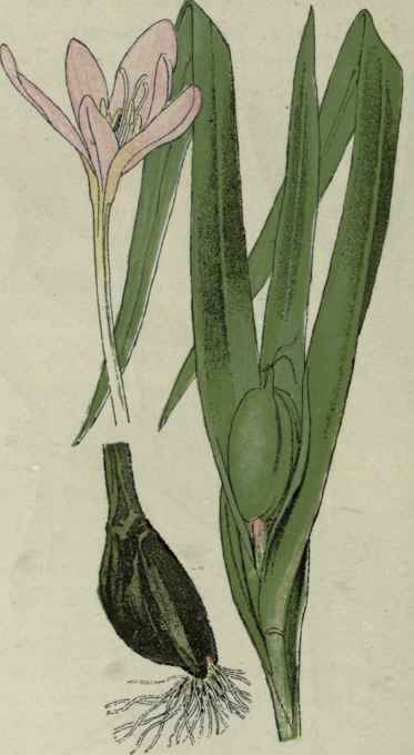 Meadow Saffron.