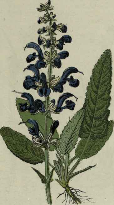 Meadow Sage.