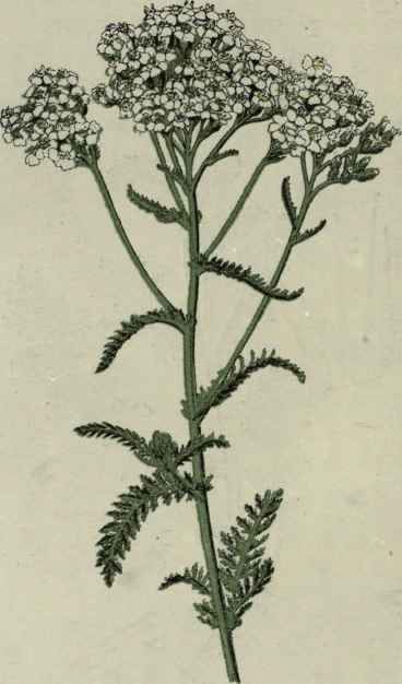 Milfoil. Yarrow.