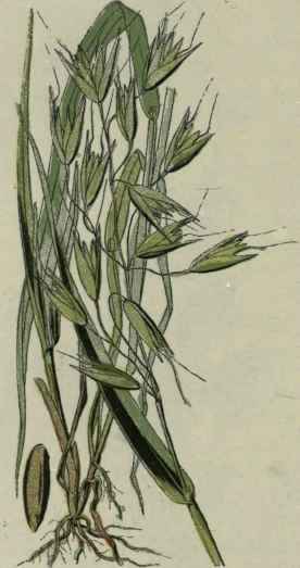 Oat.