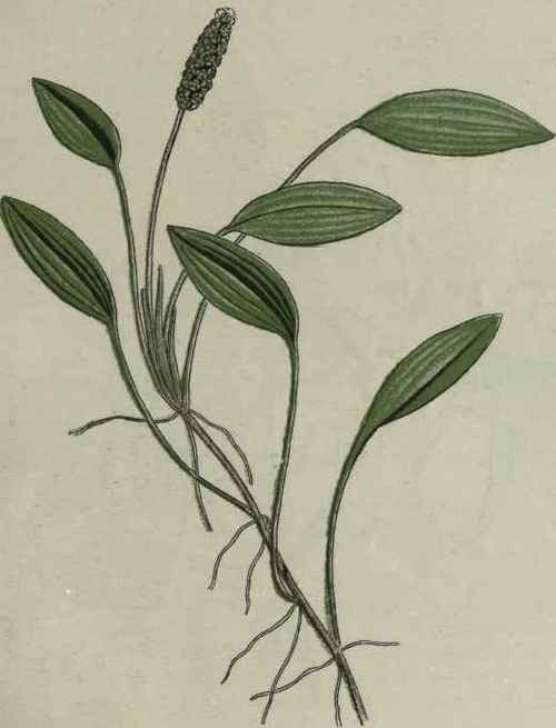 Oblong leaved Pond weed.
