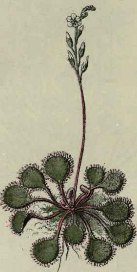 Round leaved Sundew.