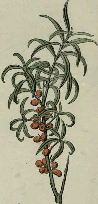 Sea Buckthorn.