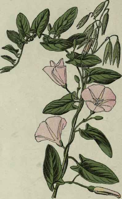 Small Bindweed.
