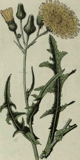 Sow thistle.