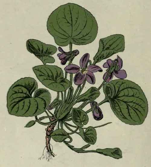 Sweet Violet.